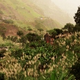 Die Kraftgebende 